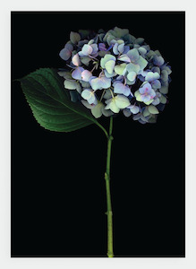 LH26 Hydrangea | Lynn Hurst (Pack of 6)