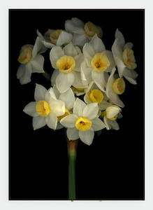 LH24 Narcissus | Lynn Hurst (Pack of 6)