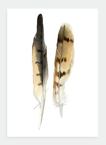 DB19 Feathers  (Pack of 6)