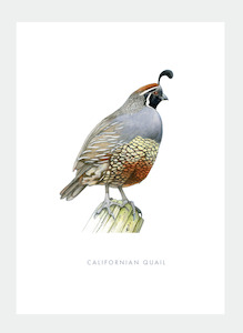 DB42 Californian Quail (Pack of 6)