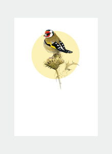 DBM13 Goldfinch (Pack of 6)