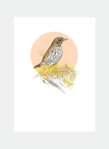 DBM14 Thrush  (Pack of 6)