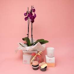 Spoil Her - Phalaenopsis Orchid Gift Set