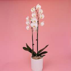 Phalaenopsis Orchid Plant