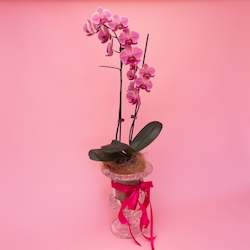 Glass Potted Coloured Phalaenopsis Orchid Plant