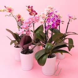 Mini Phalaenopsis Orchid Plants