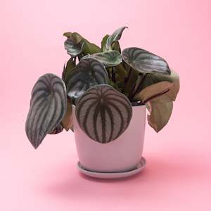 Growing Gifts: Potted Watermelon Peperomia