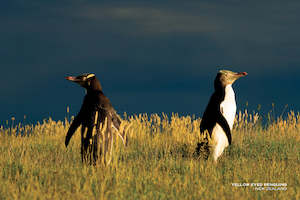 PCL1030 - Sisson Postcard - 2 penguins on hill