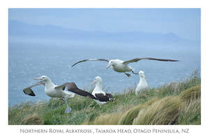 758 - Post Art Postcard - Royal Albatross Activity