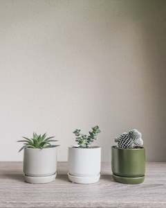 Products: Assorted Cacti + Succulents Trio Set Potted