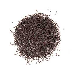 Mustard Seeds Black Organic