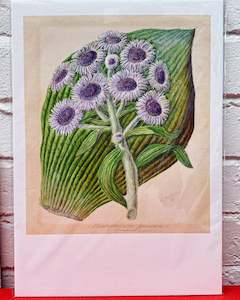 Art Work: Sarah Featon A3 Antarctic Daisy Print