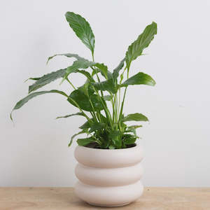 Small Milan Planter Pot Parchment White