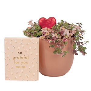 Mums Sweet Plant & Pot