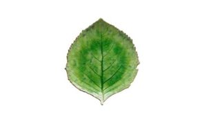 Riviera Leaf Dish 22cm