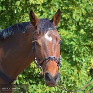 Bridles Bridlewear: Kentaur 'Hartford' Hanoverian Bridle