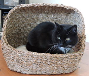 Seagrass Cave Bed for Cats