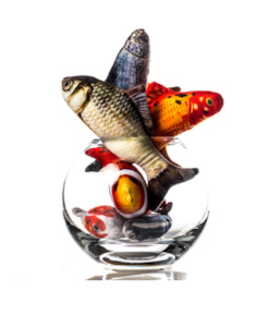 Pet food wholesaling: Fishy fish