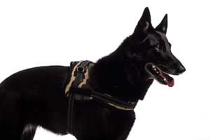 Pet food wholesaling: Bold Canvas Harness