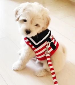 Pet food wholesaling: Sailor Harness