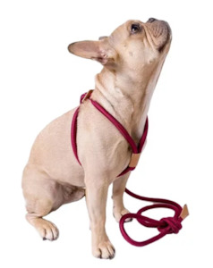 Pet food wholesaling: Rope Easy Harness