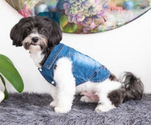 Pet food wholesaling: Retro Denim Vest