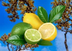 Fragrance Oils: Citrus & Cedarwood Fragrance Oil