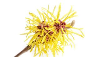 Witch Hazel pure herbal extract