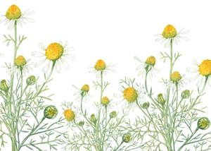 Chamomile Fragrance Oil