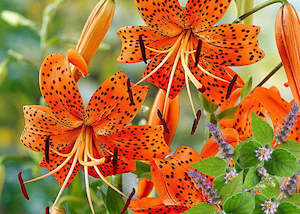 Floral Fragrances: Tiger Lily & Patchouli - Fragrance Oil