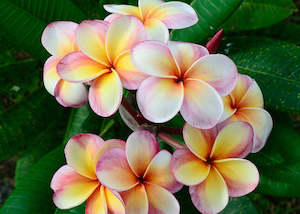 Floral Fragrances: Frangipani Fragrance Oil