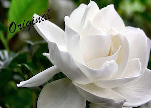 Floral Fragrances: Gardenia Fragrance Oil