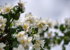 Jasmine Fragrance Oil