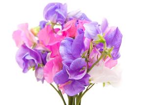 Sweet Pea Fragrance Oil