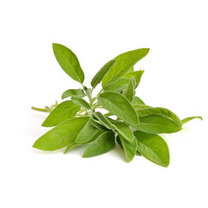 Perfume wholesaling: Sage, Spanish Essential Oil - Zalabi