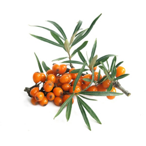 Sea Buckthorn Cellular Extract