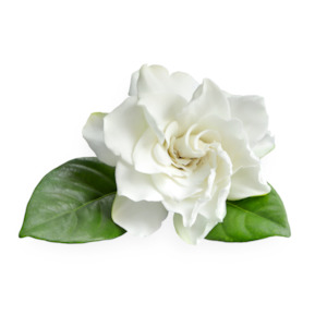 Gardenia Cellular Extract