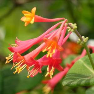 Wild Honeysuckle Fragrance