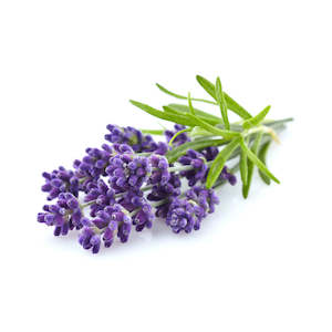 Lavender, French - Essential Oil