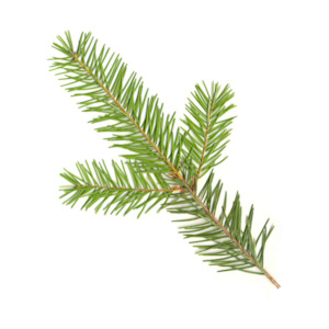 Douglas Fir, New Zealand – Essential Oil