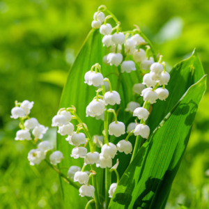 Perfume wholesaling: Lily of the Valley Fragrance