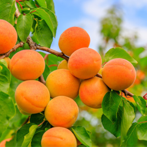 Apricot Grove Fragrance