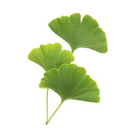 Ginkgo Biloba