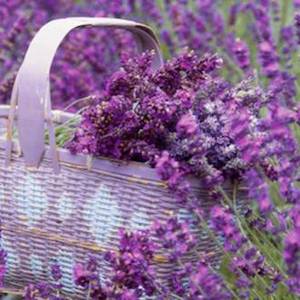 Perfume wholesaling: Lavender