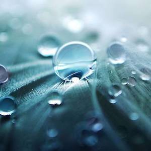 Perfume wholesaling: Rain Water