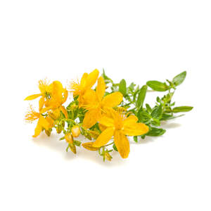 St John's Wort Infused Oil