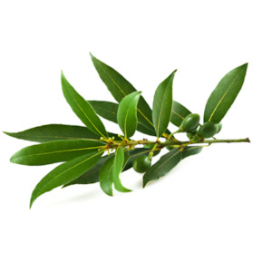 Bay Leaf Hydrosol