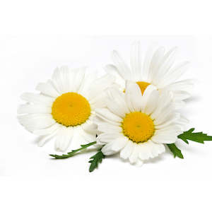 Perfume wholesaling: Chamomile German Hydrosol