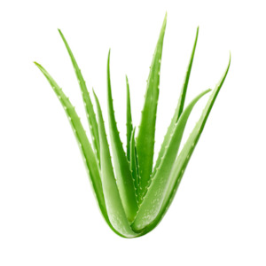 Perfume wholesaling: Aloe Vera Butter