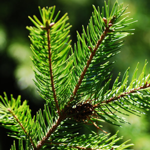 Fraser Fir Fragrance